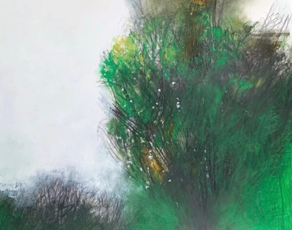 Green Tree - Hawthorne
